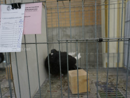 XIV Concurso Exposición de Palomas de Raza en Mula 2024